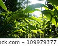 Green grass leaves on sun and blur tree background in the evergreen rainforest 109979377