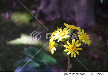Zwabuki黃色花 109979566