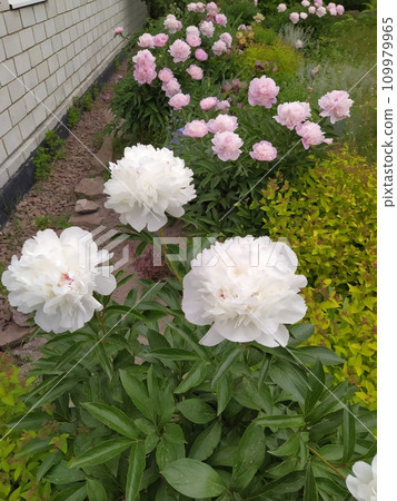 Group planting of herbaceous peony bushes, flowering bushes with pink and white flowers Group planting of herbaceous peony bushes, flowering bushes with pink and white flowers 109979965