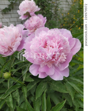 Pink double flowers of a herbaceous peony, perennial bushes in the garden 109979972