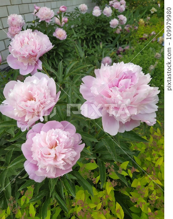 Pink double flowers of a herbaceous peony, perennial bushes in the garden Pink double flowers of a herbaceous peony, perennial bushes in the garden 109979980