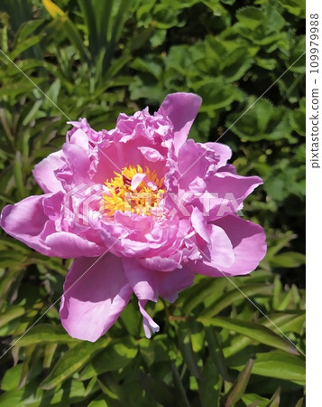 Peony flowers with pink petals, perennial shrub in the garden Peony flowers with pink petals, perennial shrub in the garden 109979988