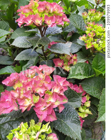 Bright hydrangea inflorescences bloom with delicate flowers, summer flowering in the garden. 109979993