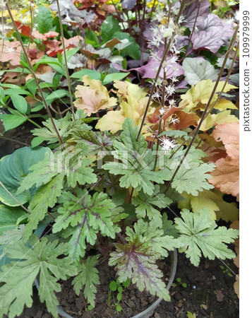 Bright leaves on perennial bushes, a set of geyher in a group planting 109979999