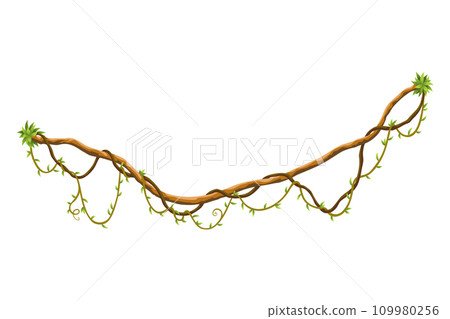 Twisted wild lianas branches banner. Jungle vine plants. Woody natural tropical rainforest, exotic botany. Woody natural branches Twisted wild lianas branches banner. Jungle vine plants. Woody natural tropical rainforest, exotic botany. Woody natural branches 109980256