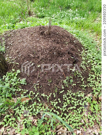 Live anthill full of ants in the forest. 109980350