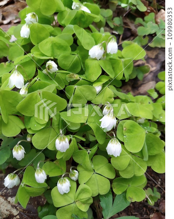White oxalis flowers, perennial groundcover in the garden. White oxalis flowers, perennial groundcover in the garden. 109980353
