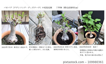 Baobab growth record: Resurrection from root rot! 109980361