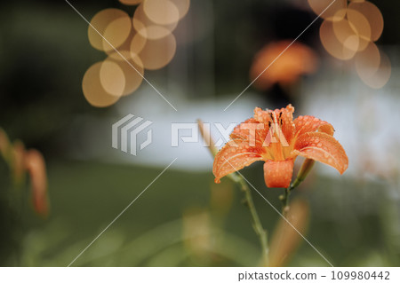 Close-up of dewy orange flower. Close-up of dewy orange flower. 109980442