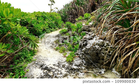 Uphill slope of Tumai Beach in Yoron Island, Kagoshima Prefecture Uphill slope of Tumai Beach in Yoron Island, Kagoshima Prefecture 109980830
