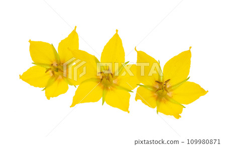 loosestrife flower isolated loosestrife flower isolated 109980871