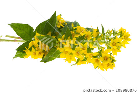 loosestrife flower isolated 109980876