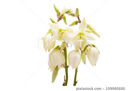 Yucca flowers isolated 109980880