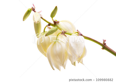 Yucca flowers isolated 109980882