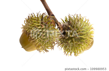 oak acorn isolated oak acorn isolated 109980953
