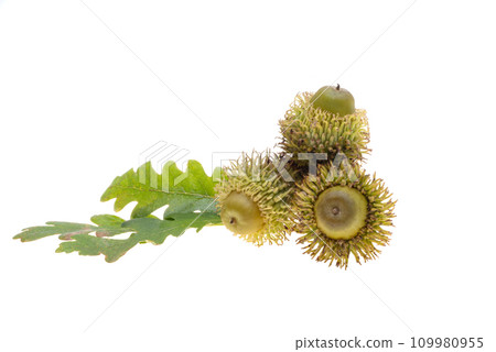 oak acorn isolated oak acorn isolated 109980955