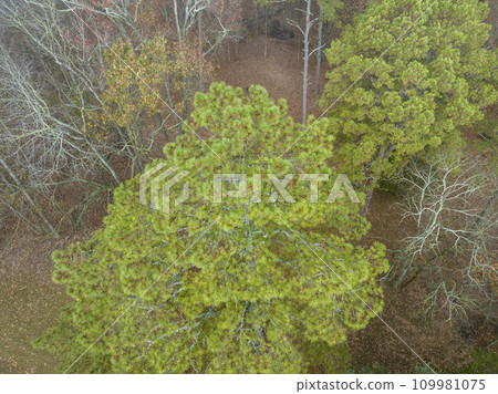 late November aerial view of a forest in fog on a shore of the Tennessee River near Colbert Ferry Park, Natchez Trace Parkway 109981075