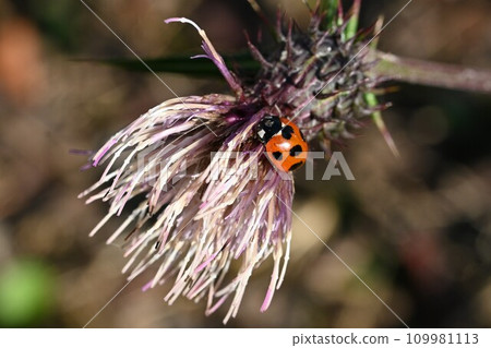 瓢蟲的生態：它是一種經歷完全變態的昆蟲：卵→幼蟲→蛹→羽化→成蟲。 109981113