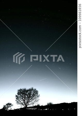 一棵樹仰望星空 109981656