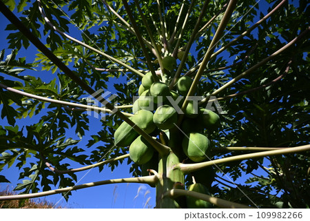 青木瓜栽培，“酵素之王”，抗氧化功效，減肥食品，多酚比紅酒多7.5倍。 109982266