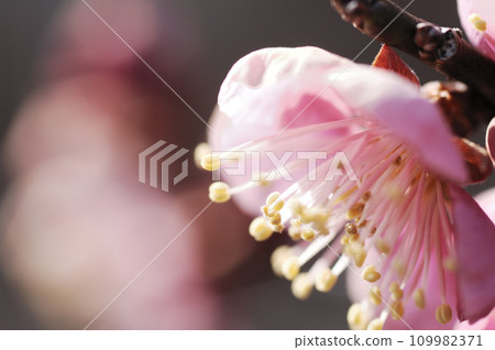 早春梅花 109982371