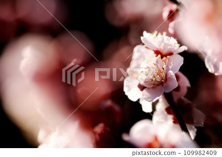 早春梅花 早春梅花 109982409