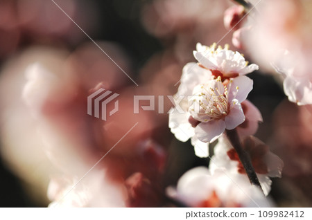 早春梅花 109982412