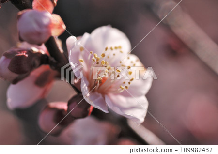 Early spring plum 109982432