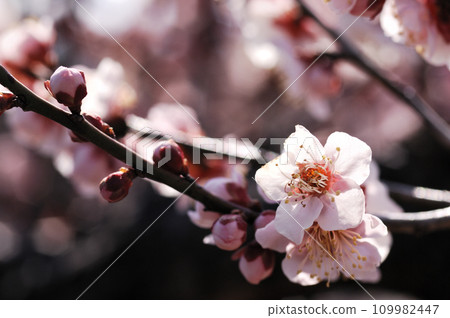 早春梅花 早春梅花 109982447