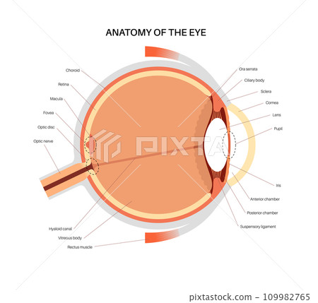Eye anatomy poster 109982765