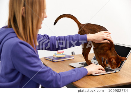 Young adult woman in violet hoodie with abyssinian cat using laptop. Work from home concept 109982784