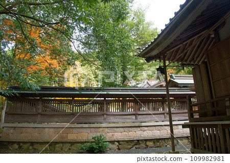 神社建築後面的秋葉 109982981