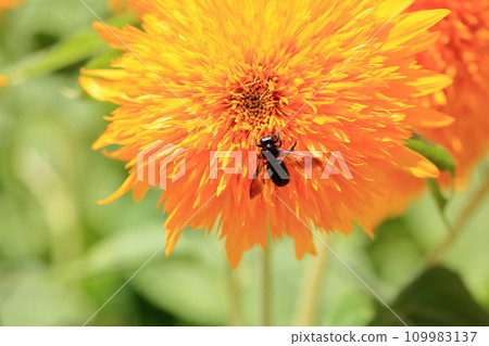 cute sunflower flower 109983137