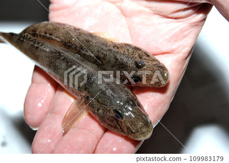 我剛抓到的一種好蝦虎魚。 我剛抓到的一種好蝦虎魚。 109983179