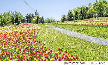Tulip 16:9 Takino Suzuran Hills Park Sapporo City 109983224