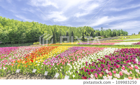鬱金香 16:9 瀧野鈴蘭之丘公園 札幌市 109983250