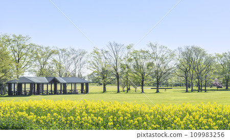 油花 16:9 百合原公園 札幌市 油花 16:9 百合原公園 札幌市 109983256