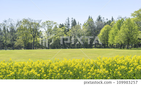 油花 16:9 百合原公園 札幌市 油花 16:9 百合原公園 札幌市 109983257