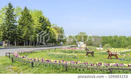 Flowerbed in front of the country house 16:9 Takino Suzuran Hills Park Sapporo City Flowerbed in front of the country house 16:9 Takino Suzuran Hills Park Sapporo City 109983258