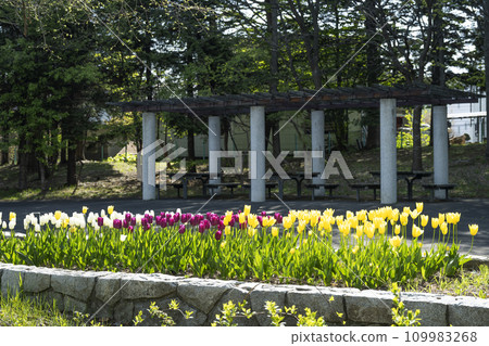 Tulip flower bed Ishiyama Ryokuchi Sapporo City 109983268