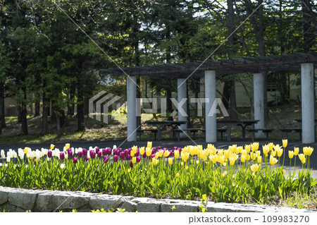 Tulip flower bed Ishiyama Ryokuchi Sapporo City Tulip flower bed Ishiyama Ryokuchi Sapporo City 109983270