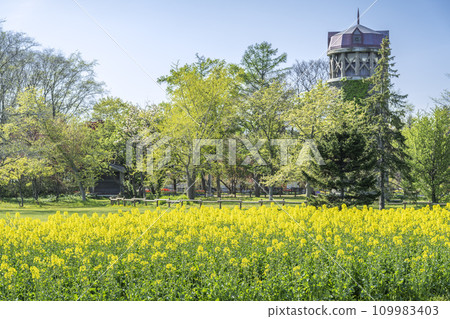 Rape blossoms Yurigahara Park Sapporo City 109983403