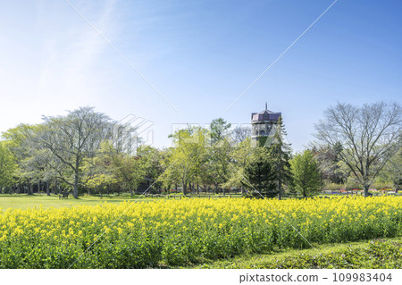 Rape blossoms Yurigahara Park Sapporo City 109983404