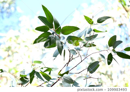 尤加利和無尾熊成分 109983493