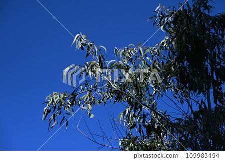 Eucalyptus tree and koala ingredients 109983494