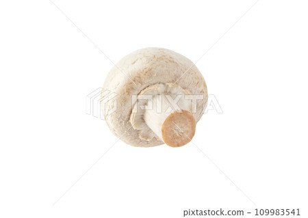 White champignon mushroom button isolated on white 109983541