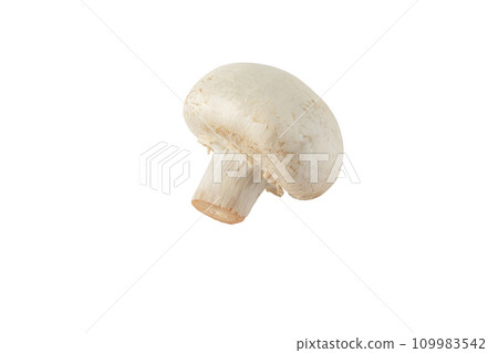 White champignon mushroom button side view isolated on white White champignon mushroom button side view isolated on white 109983542