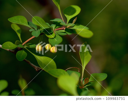 可愛的小蘗花在四月盛開 109983731