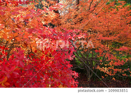 所澤市多莫院內的紅葉風景 109983851