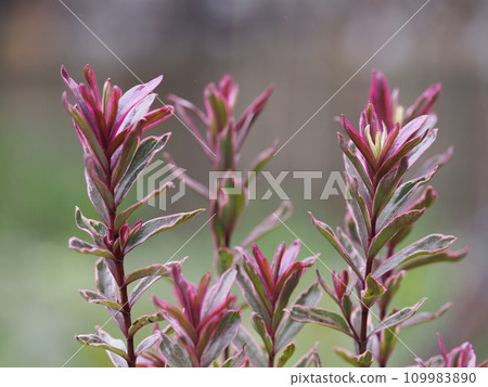 color leaf hebe 109983890